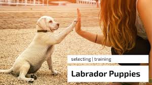 Because of my love for my favorite dog breed in the world (labrador) and because i'm dead tired.enjoy this picture of these cute labrador puppies! Labrador Puppies Selection And Training The Dog Training Secret The Dog Training Secret