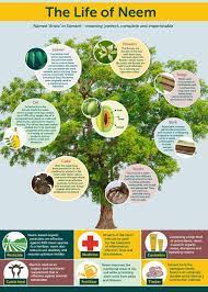 Just spray the leaves to kill pests without having. How To Make Your Own Neem Oil Pesticide Greener Ideal