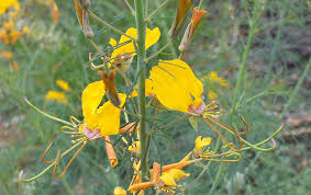 Image result for Cleome angustifolia