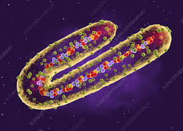 Preparedness, alert, control, and evaluation when an outbreak is detected who responds by supporting community engagement, disease detection, contact tracing, vaccination, case management, laboratory services, infection control, logistics, and training and assistance with safe and dignified burial. Marburg Virus Keyword Search Science Photo Library