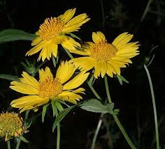 Image result for Verbesina