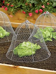 Wire Cloche By Colonial Tin Works Gardener S Supply Design De Jardin Potager Jardins Lit De Jardin