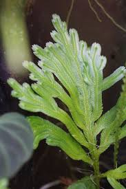 Image result for Selaginella eublepharis