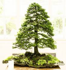 Ajan Fichte Peicea Jezoensis Als Bonsai Botanischer Garten Munchen Botanischer Garten Bonsai Pflanzen