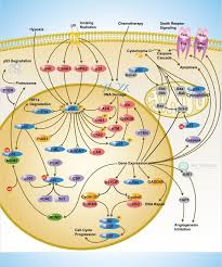 Sino Biological P53 Scientific Pathway Poster Medical School Studying Biochemistry Pathways