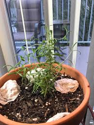 Indoor plants sometimes develop powdery replenish the pot with new soil. Should I Trim My Baby Rosemary 8b Gardening