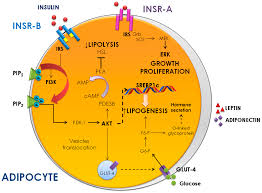 Ijms Free Full Text Insulin And Insulin Receptors In Adipose Tissue Development Html