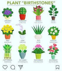 Plant Birthstones I M An Aloe Lol What Are You Plantbirthstone Violet Cactus Callalily Ficus Begonia Orchid Aloe Anthurium Plant Plants Anthurium