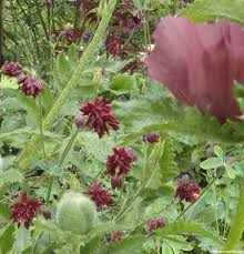 Maybe you would like to learn more about one of these? Shakespeare S Hamlet Symbolism Of Plants Garden Designer