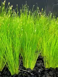 Image result for Eleocharis complanata