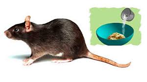 How To Get Rid Of Rats Naturally 8 Home Remedies To Get Rid Of Rats Youtube Getting Rid Of Rats Getting Rid Of Mice Rat Exterminator