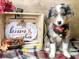 Our selected available puppies for sale. Miniature Australian Shepherd Dog Male Blue Merle 2911621 Petland Athens Oh