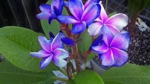 Blue And Purple In Love Hawaiian Lei Flower Flower Pot Design Flower Seeds
