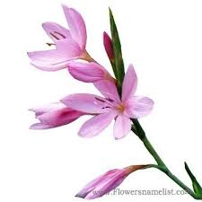 Check spelling or type a new query. Flowers That Start With K Flowers Name List