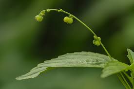 Image result for Micrococca mercurialis