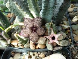 Image result for Tridentea