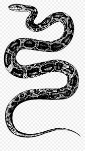 Are you searching for snake png images or vector? King Snake Png Png Black And White Stock Snake Illustration Png Clipart 5561019 Pinclipart
