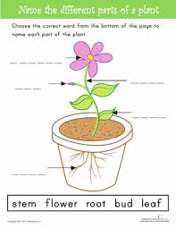 Name The Parts Of A Plant Worksheet Education Com Parts Of A Plant Plants Worksheets Plant Lessons