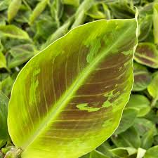 Image result for Musa Cavendish