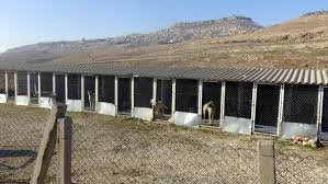 Mardin Haberleri Mardin Deki Hayvan Barinaginin Eksiklikleri Giderildi Yerel Haberler