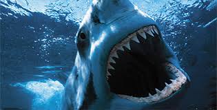 Every time you play fto's daily trivia game, a piece of plastic is removed from the ocean. Shark Week Is Here We Re So Excited For One Of The Year S Most Exciting Weeks Pinot S Palette