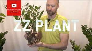 These crystals' sharp points are what causes the burning sensation when the sap is ingested or exposed to bare skin. Zz Plant Zamioculcas Poisonous Youtube