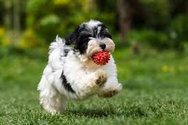 In our opinion, being a responsible breeder can. 11 Questions To Ask Your Havanese Breeder Family Puppies
