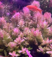 Image result for Rotala capensis