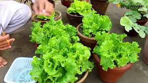 Gingko sering digunakan masyarakat jepang untuk merawat kecantikan dan. 6 Sayuran Yang Gampang Ditanam Dan Cepat Panennya Pakai Media Botol Yang Diisi Air Pun Bisa