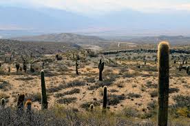 Nationwide what you can telecommute from anywhere in the kenya. Lesson Of The Cactus 9 Ways To Become More Resilient By Mary Anne Harmer Linkedin