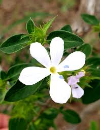 Image result for Barleria saxatilis