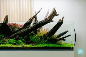 Image result for Glossostelma