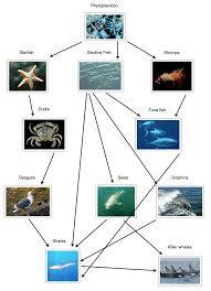 A food web diagram shows a series of conversions (represented by arrows) of energy and nutrients as one organism eats another. Ib Biology Notes 5 1 Communities And Ecosystems