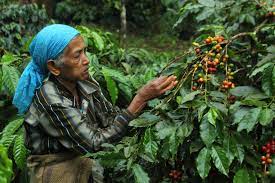 Coffee plantation in south india. Coffee Harvest Season In India 2021 Rove Me