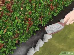 Maybe you would like to learn more about one of these? 3 Ways To Keep Raccoons Out Of The Garden Wikihow