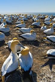 Cape Kidnappers Gannet Reserve Hawke S Bay Near Napier North Island New Zealand With Images Gannet Hawke S Bay New Zealand