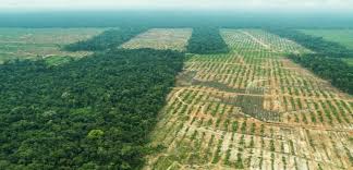 La tala y la quema de arboles va causando la destrucción de las las causas de la deforestación pueden ser naturales o artificiales. El 80 De La Deforestacion De Los Bosques Es Debida A La Agricultura Renovables Verdes