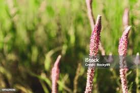 Image result for Hermbstaedtia fleckii