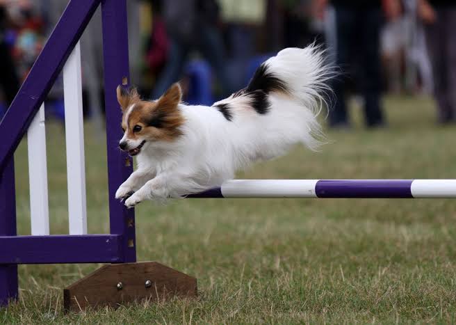 Papillon | Dog, Temperament & Size | Britannica