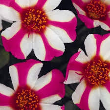 Image result for Portulaca oleracea