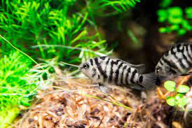 Take the scenic route on a south american cruise. 7 Types Of South American Cichlids For Your Aquarium Fishkeeping Today