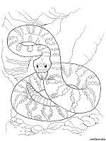 Rattlesnake coloring pages for kids online. Snakes Coloring Pages And Printable Activities