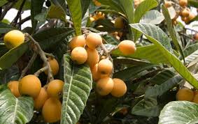 They grow well in moderately fertile soil but require good drainage. Loquat Fruit Farming Information Guide Agri Farming