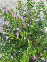 Image result for Cuphea hyssopifolia