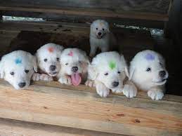 Maremma sheepdog puppies, maremma sheepdog breeders, maremma sheepdogs for sale, maremma sheepdogs. Maremma Sheepdog Puppies Are 6 Weeks Old Rural Ramblings