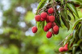 List of evergreen fruit trees. 27 Different Types Of Fruit Trees Plus More Fruitful Facts Home Stratosphere