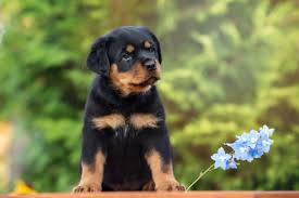 He is a healthy, show quality guy who has earned his keep and has since been retired. Rottweiler Informationen Rasse Eigenschaften Welpen Preise