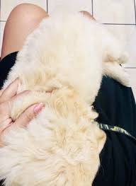 Our pet hospital in mcdonough, ga offers a complete range of veterinary services, including vaccinations, routine, major, and emergency medical, surgical, . Eastlake Veterinary Hospital 25 Photos 147 Reviews Veterinarians 1536 Eastlake Ave E Seattle Wa United States Phone Number Yelp