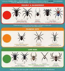 Spiders Of Texas Google Search Spider Identification