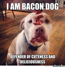 Bacon Memes Bacon Scouts